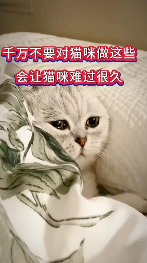 貓咪知道主人難過嗎