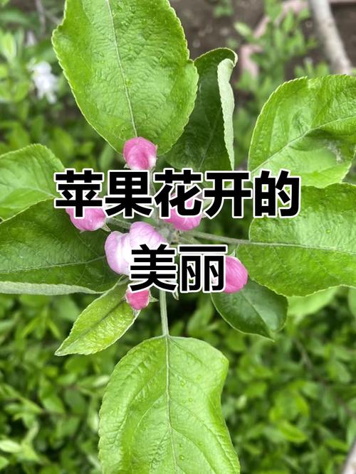 蘋果何時開花