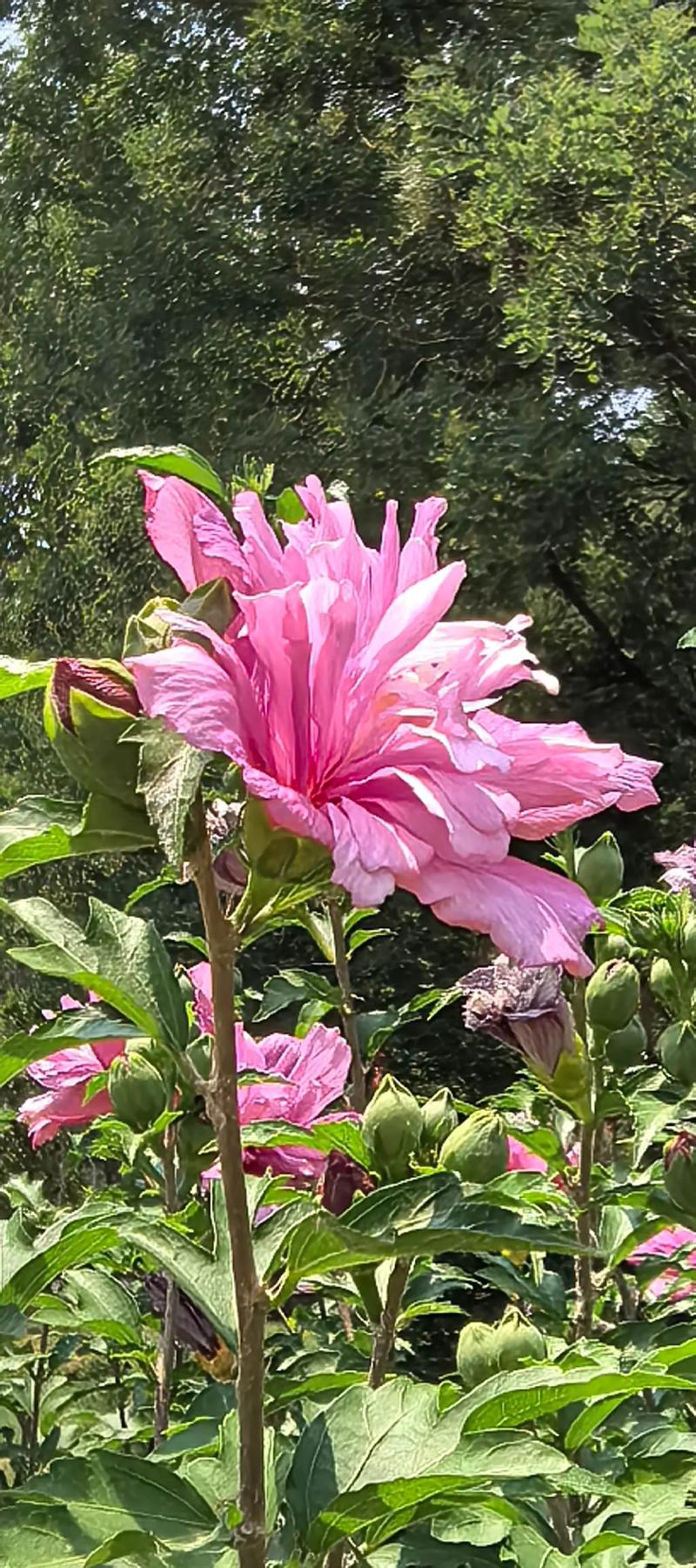 木槿花有毒嗎