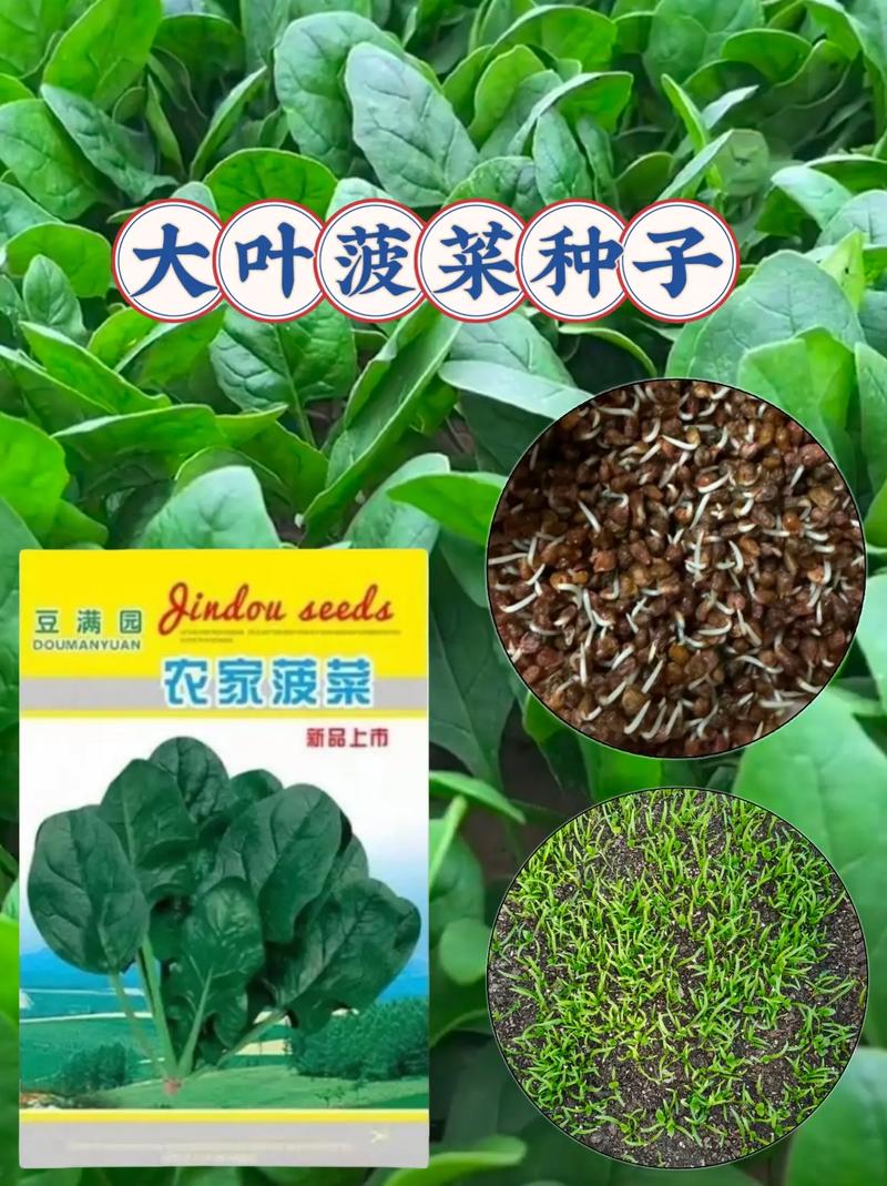 菠菜種子要泡水嗎