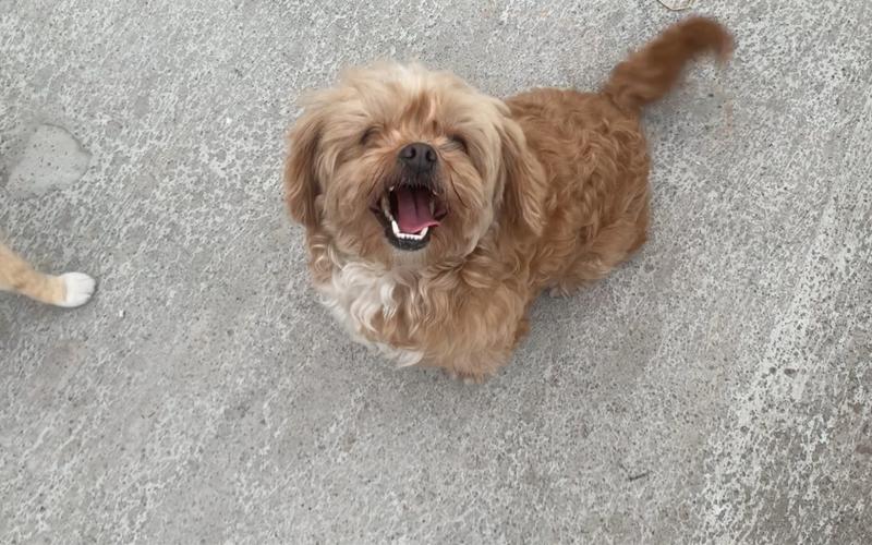 栗子狗