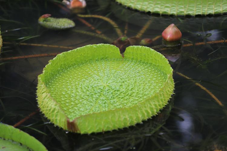 水王孫是什麼水生植物?深入解析其生態、分類與居家栽培管理 1 水王孫是什麼水生植物