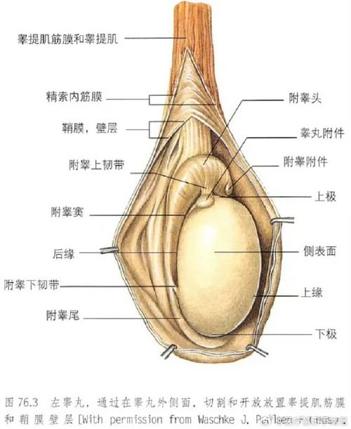 附睪有幾個