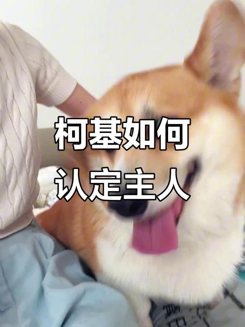 柯基會認主人嗎