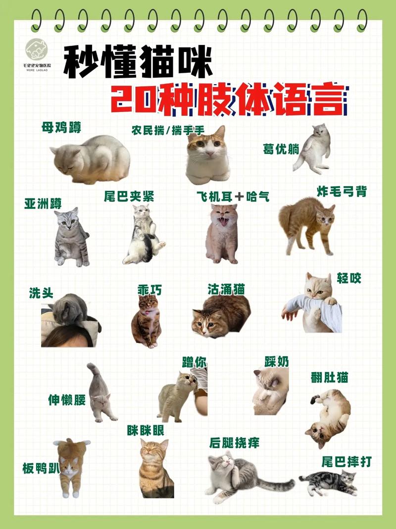 貓咪之間怎麼溝通
