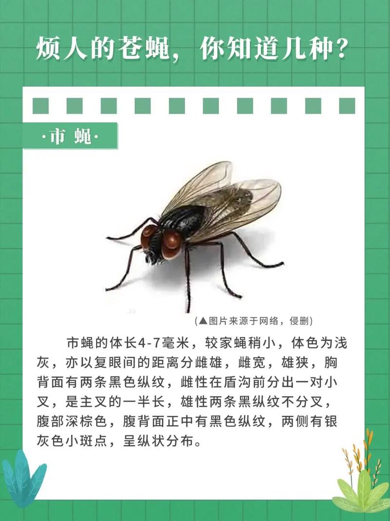 蒼蠅最怕什麼味道