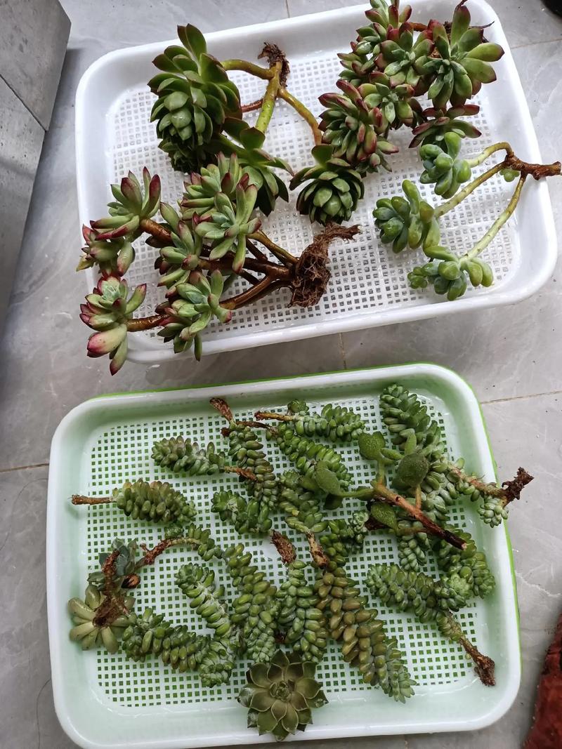 盆栽小飛蟲