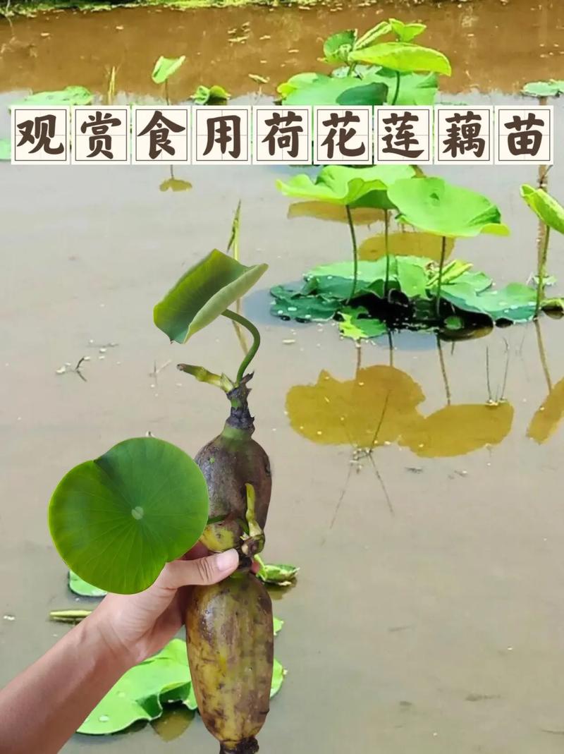 蓮藕是蓮花的哪個部位