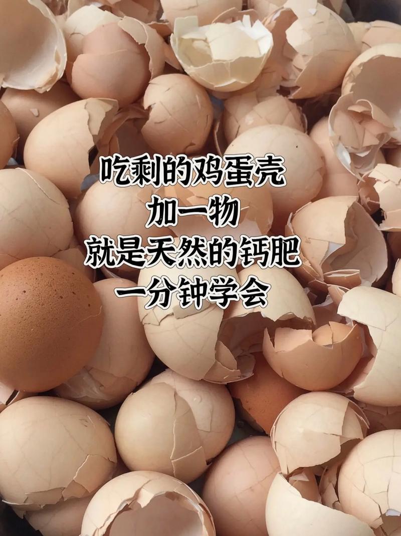 為什麼不吃蛋殼
