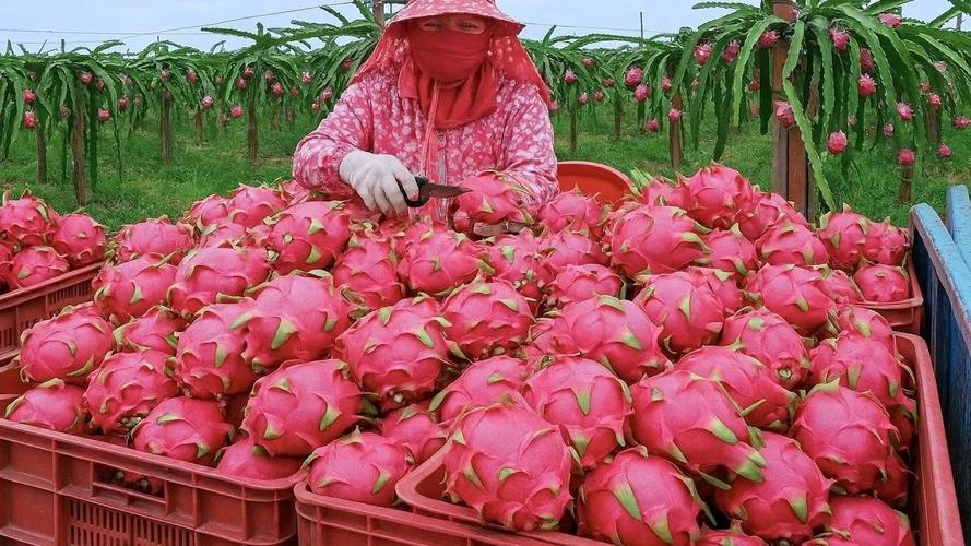 為什麼台灣是水果王國