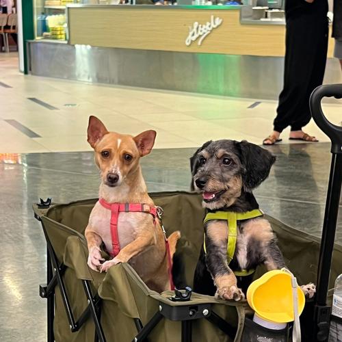 狗可以進百貨公司嗎?深度解析百貨商場寵物友善政策與實踐 1 狗可以進百貨公司嗎