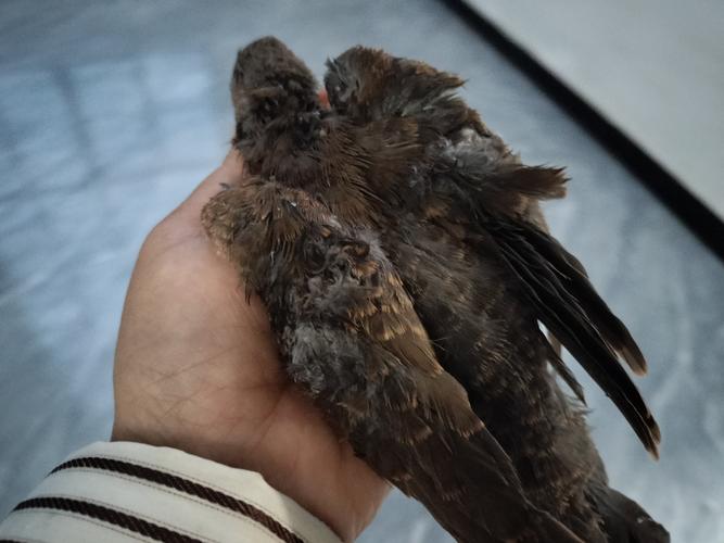 鳥撞到玻璃會死嗎