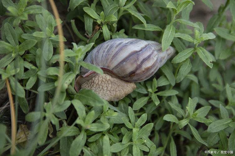蝸牛有味道嗎:深入探討食用蝸牛的風味、口感與潛在影響 1 蝸牛有味道嗎