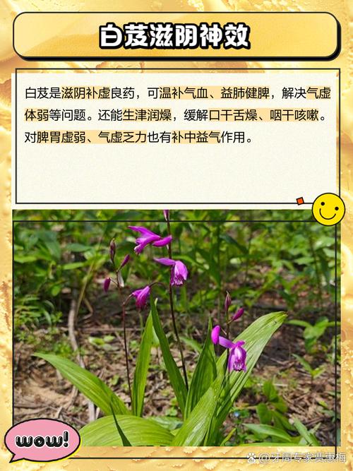 白芨副作用