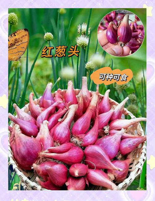 紅蔥頭怎麼洗?從挑選、處理到徹底清潔的專業指南,讓你輕鬆做出香噴噴的美味料理! 1 紅蔥頭怎麼洗