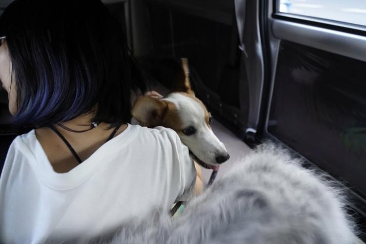 高雄大立百貨可以帶狗嗎