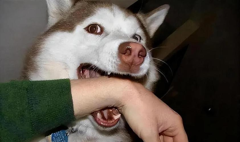 幼犬適合咬什麼