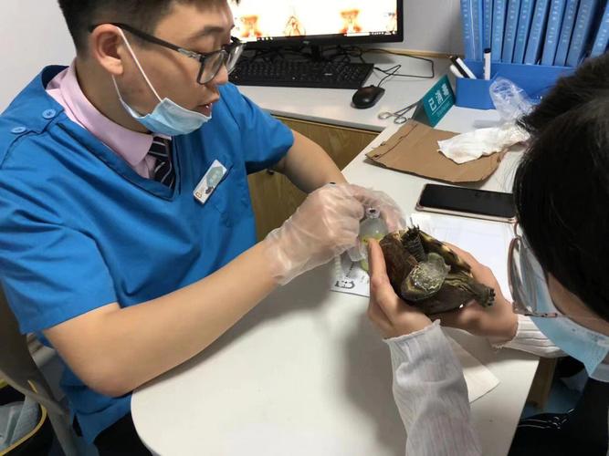 烏龜可以看獸醫嗎