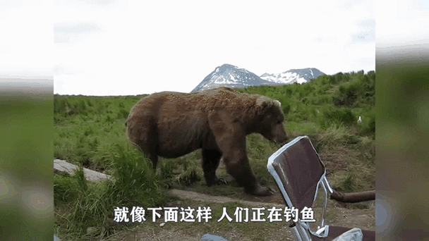 一隻熊幾公斤