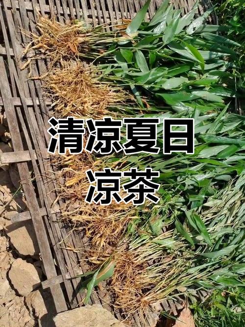 青草茶是涼茶嗎