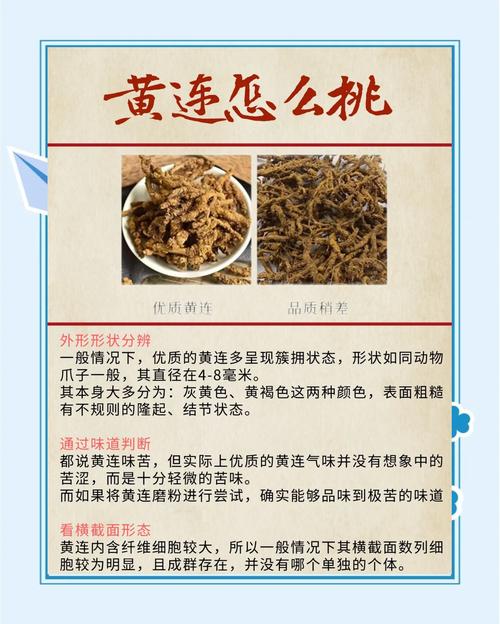 黃蓮可以長期吃嗎