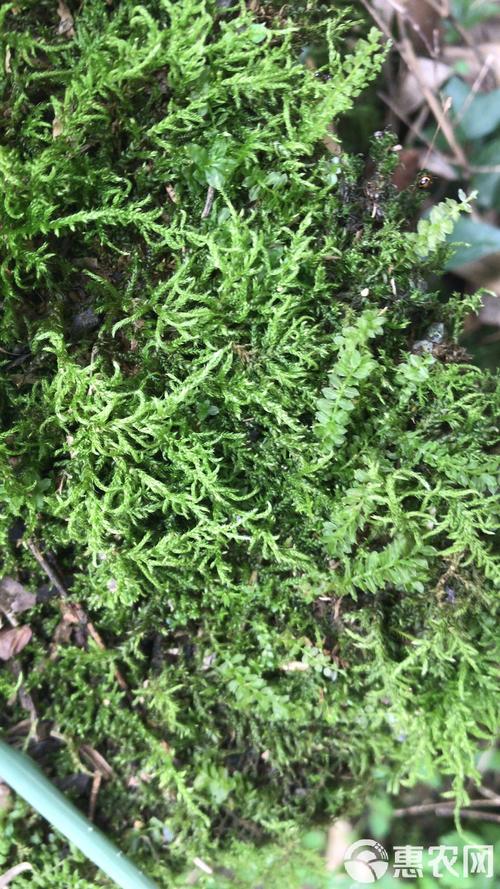 水苔有維管束嗎