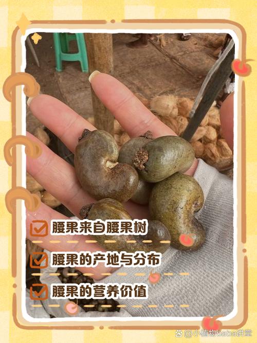 腰果長在哪裡:從產地到餐桌,深度解析這顆美味堅果的奇妙旅程 1 腰果長在哪裡