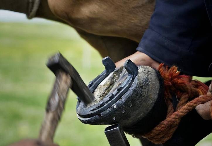 釘馬蹄鐵 馬會痛嗎