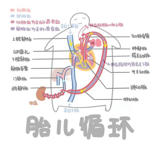 胎兒如何獲得氧氣