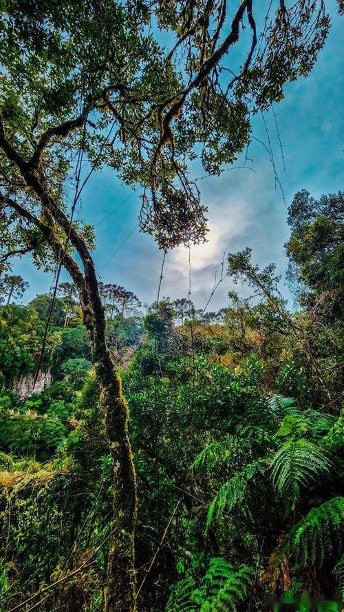 為什麼阿里山叫阿里山