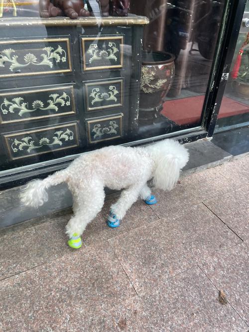 狗狗需要穿鞋嗎