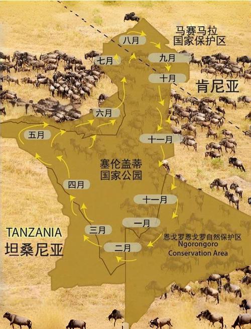 去非洲看動物大遷徙要多少錢