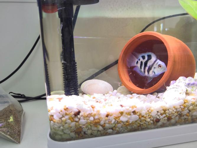 鸚鵡發情怎麼辦