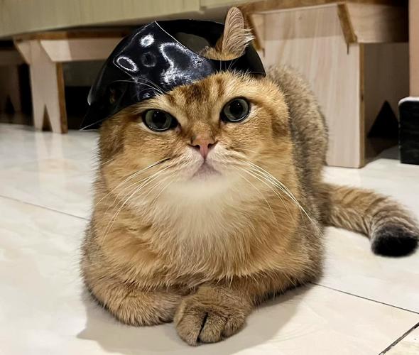 貓咪頭套戴多久