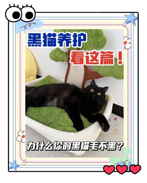 黑貓最慢多久到