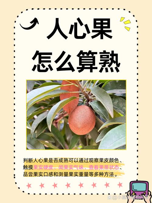 人心果吃法大解密:從挑選、處理到品嚐的完美指南 1 人心果吃法