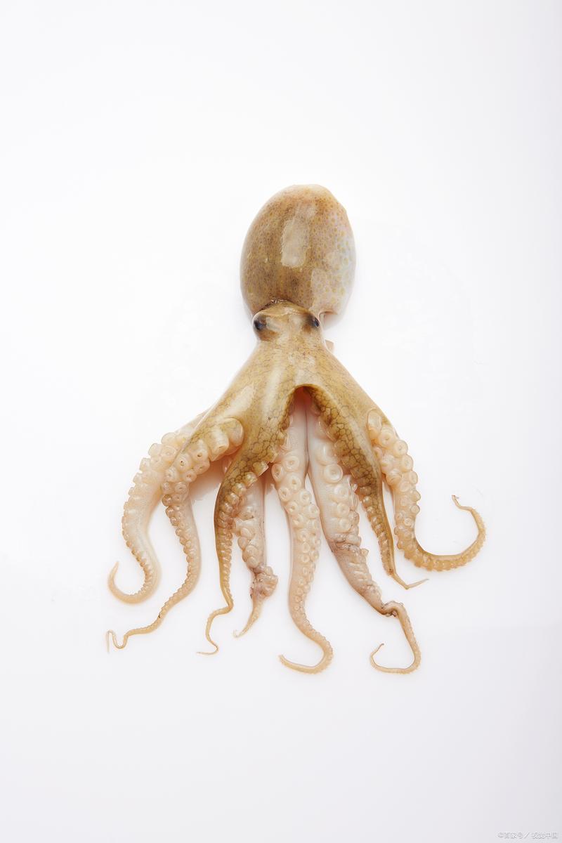 章魚吃太多會怎樣