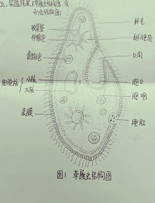 草履蟲怎麼移動