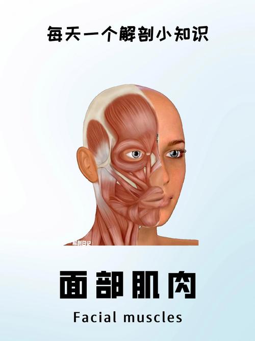 臉部肌肉看什麼科