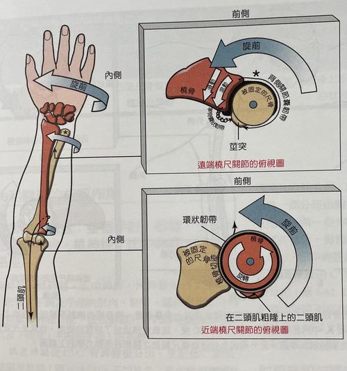 如何知道自己的握力