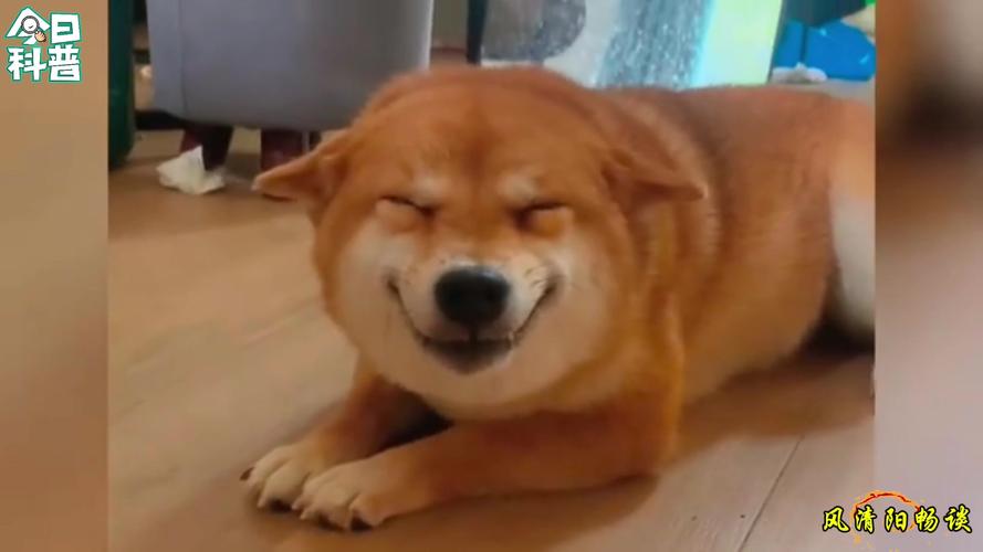 狗會覺得好笑嗎