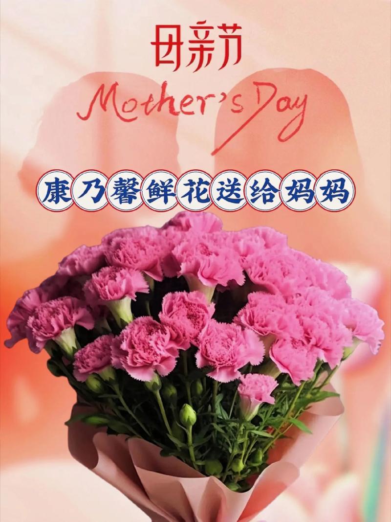 為什麼要送康乃馨?深度解析母親節、感謝與愛的永恆花語 1 為什麼要送康乃馨