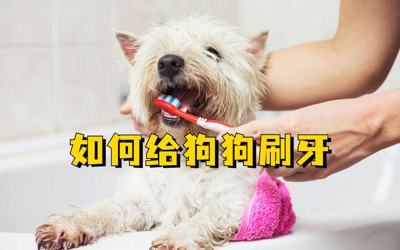 狗狗一定要每天刷牙嗎?專業獸醫解析狗狗口腔保健的黃金準則 1 狗狗一定要每天刷牙嗎