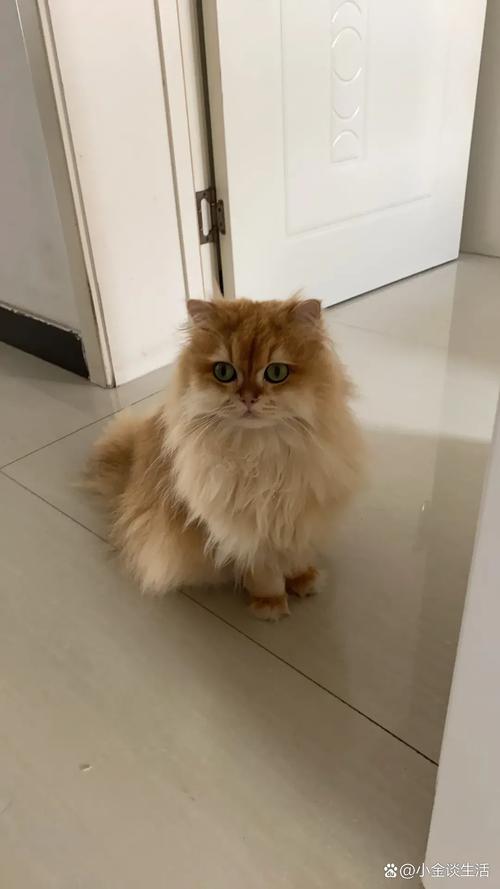 要來我家看貓嗎