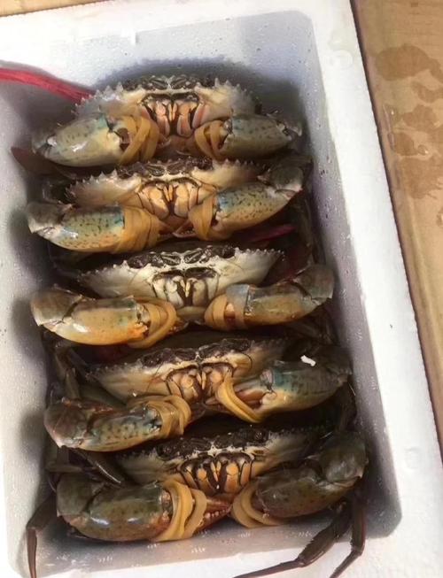 產婦可以吃紅蟳嗎?剖析坐月子吃海鮮的關鍵注意事項與健康指南 1 產婦可以吃紅蟳嗎