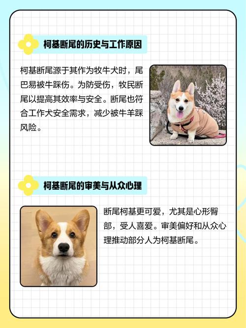 狗為什麼要剪尾巴?深度解析犬隻斷尾的歷史、原因、倫理爭議與現代觀點 1 狗為什麼要剪尾巴