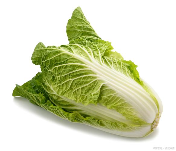 娃娃菜是白菜嗎