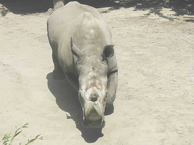 白犀牛為什麼叫白犀牛