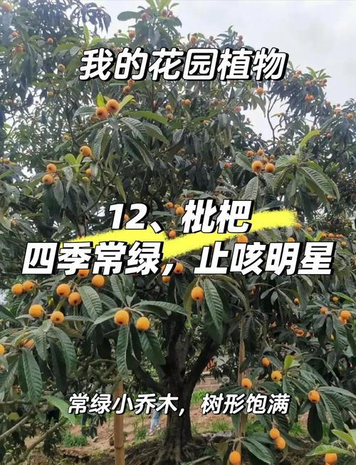枇杷樹怎麼種