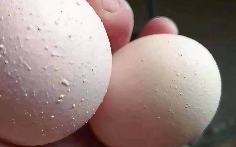 為什麼蛋殼很薄